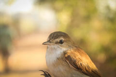Acrocephalus gracilirostris gracilirostris