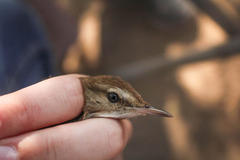 Acrocephalus gracilirostris gracilirostris