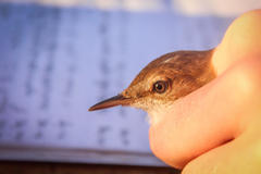 Acrocephalus gracilirostris gracilirostris
