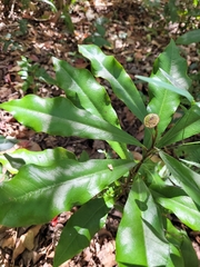 Eupomatia bennettii