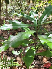 Eupomatia bennettii
