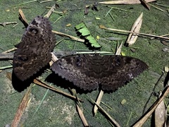 Erebus walkeri