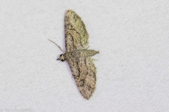 Eupithecia longidens
