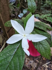 Atractocarpus hirtus