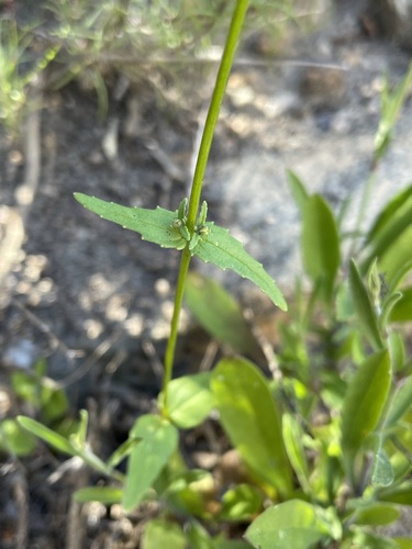 Image of Nemesia cheiranthus by (c) Matt Berger, some rights reserved (CC BY)