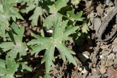 Delphinium cardinale