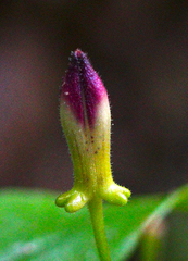 Tricyrtis lasiocarpa