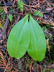 Clintonia uniflora