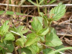 Orthosiphon suffrutescens