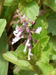Orthosiphon suffrutescens
