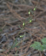 Lobelia canbyi