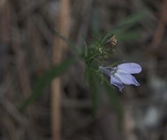 Lobelia canbyi
