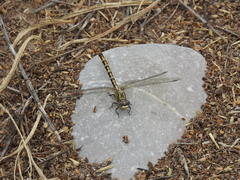 Erpetogomphus designatus