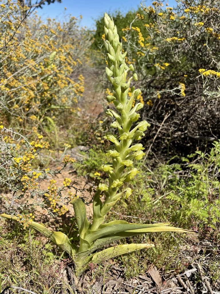 Pterygodium hallii