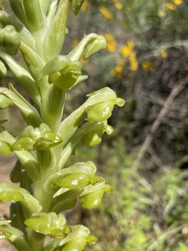 Image of Pterygodium hallii by (c) Matt Berger, some rights reserved (CC BY)
