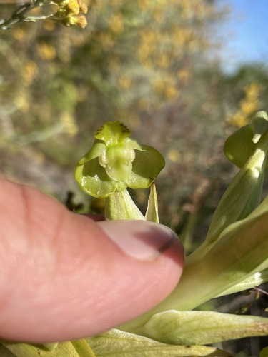 Image of Pterygodium hallii by (c) Matt Berger, some rights reserved (CC BY)