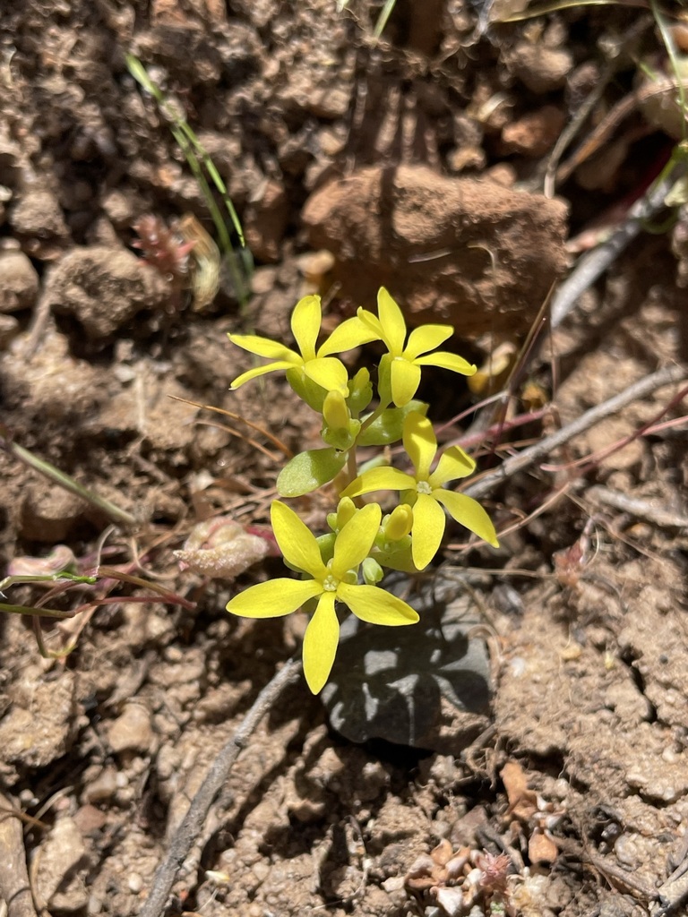 Crassula sebaeoides