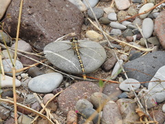 Erpetogomphus designatus