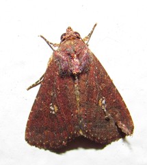 Condicinae