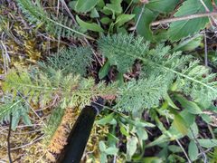 Achillea millefolium borealis