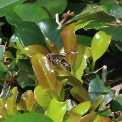 Polistes humilis synoecus