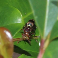 Polistes humilis synoecus