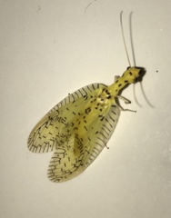 Chloronia mirifica