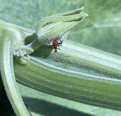 Leptoglossus gonagra
