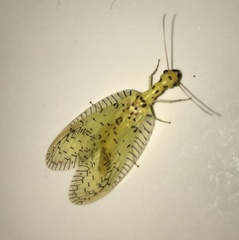 Chloronia mirifica