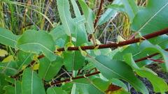 Salix pseudomonticola