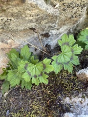 Pelargonium articulatum