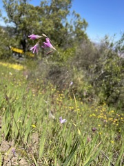 Ixia sobolifera carnea
