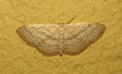 Scopula lactaria