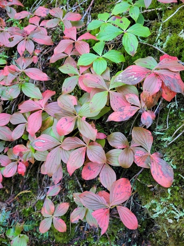 Western Bunchberry