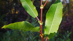 Salix pseudomonticola