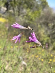 Ixia sobolifera carnea
