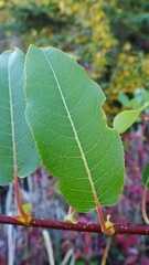 Salix pseudomonticola