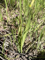 Ixia sobolifera carnea
