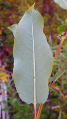 Salix pseudomonticola