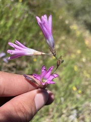 Ixia sobolifera carnea