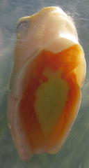 Hyperolius semidiscus