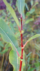 Salix pseudomonticola