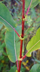 Salix pseudomonticola