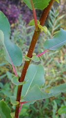 Salix pseudomonticola