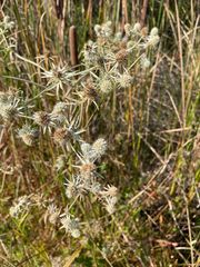 Eryngium aquaticum