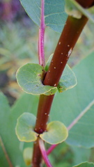 Salix pseudomonticola