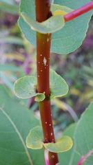 Salix pseudomonticola