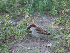 Passer domesticus