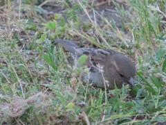 Passer domesticus
