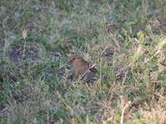 Passer domesticus